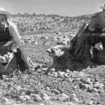 Mexican-Laborers-Pick-Potatoes-1943-FSDM2