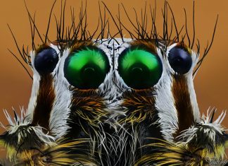 La magia de la naturaleza desde las micrografías de Yousef Al-Habshi