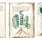 codice-voynich-paginas-imaginarias_d2557c1d