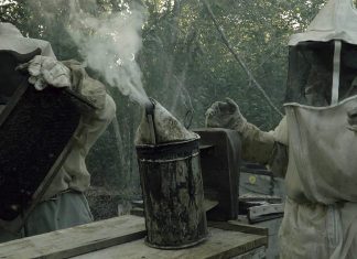 «¿Qué les pasó a las abejas?» El documental que denuncia el daño irreversible provocado por Monsanto en territorio Maya