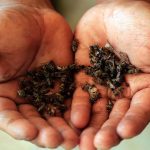 que-le-paso-a-las-bejas