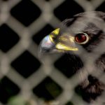 0012_zoologicoGdl_IMG_6978