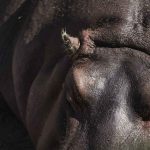 006_Zoologico gdl__MG_3432-2