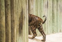 Los que se quedan: panorama visual de los animales en cautiverio