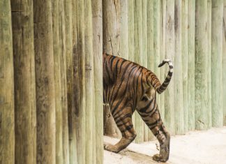 Los que se quedan: panorama visual de los animales en cautiverio