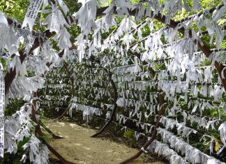 Un oasis espiritual en la ciudad de Cancún narrado a través de fotografías