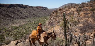 «La recua», una lindeza de documental