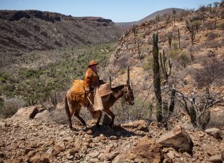 «La recua», una lindeza de documental