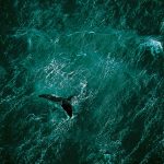 Copia de cinemaplaneta-2020 – Planet Ocean – Stills [1087537]