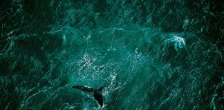 ENTREVISTA | Gustavo Ballesté nos cuenta sobre: «Escuela Planeta»