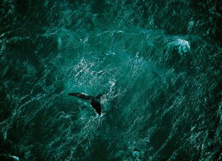 ENTREVISTA | Gustavo Ballesté nos cuenta sobre: «Escuela Planeta»