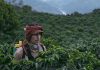 «La Roya», un vistazo al campo colombiano.