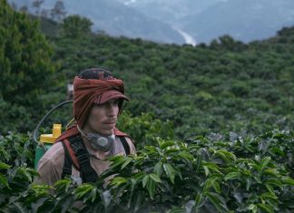 «La Roya», un vistazo al campo colombiano.