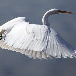 La-Isla-de-los-pájaros-blancos.-Fuente-Internet.-Dos