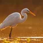 La Isla de los pájaros blancos. babycenter. Portada