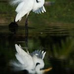 La-isla-de-los-pájaros-blancos.-Unsplahs.Uno_