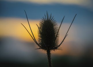 Verano en Los Bosquecitos, Argentina