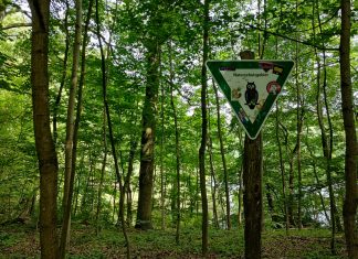 Una escapada a Grunewald, el bosque más grande de Berlín