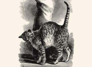 Sobre ‘Del franelero popular’ de Rolando Revagliatti