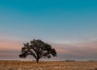 ‘Del Tingo al Tango’: A propósito de una absurda invitación