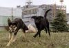 Perros de Chernobyl