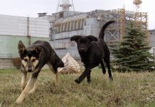 Perros de Chernobyl