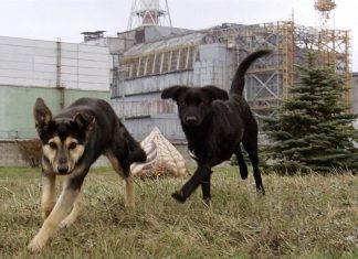 Perros de Chernobyl