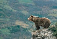 Vamos a cazar un oso
