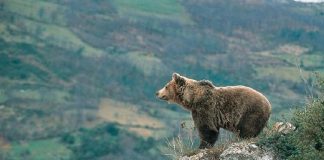 Vamos a cazar un oso