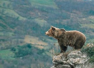 Vamos a cazar un oso