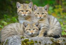 Los gatos de montaña vendrán a arrastrar tus huesos