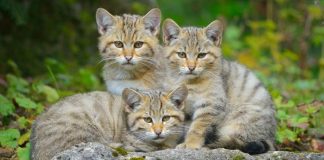 Los gatos de montaña vendrán a arrastrar tus huesos