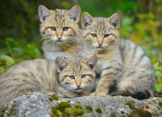 Los gatos de montaña vendrán a arrastrar tus huesos